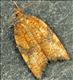 1042 (49.07) Acleris rhombana